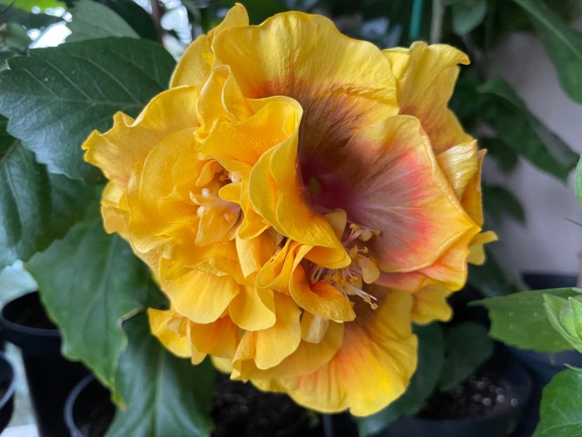  - Chi s garden Forest Rhapsody