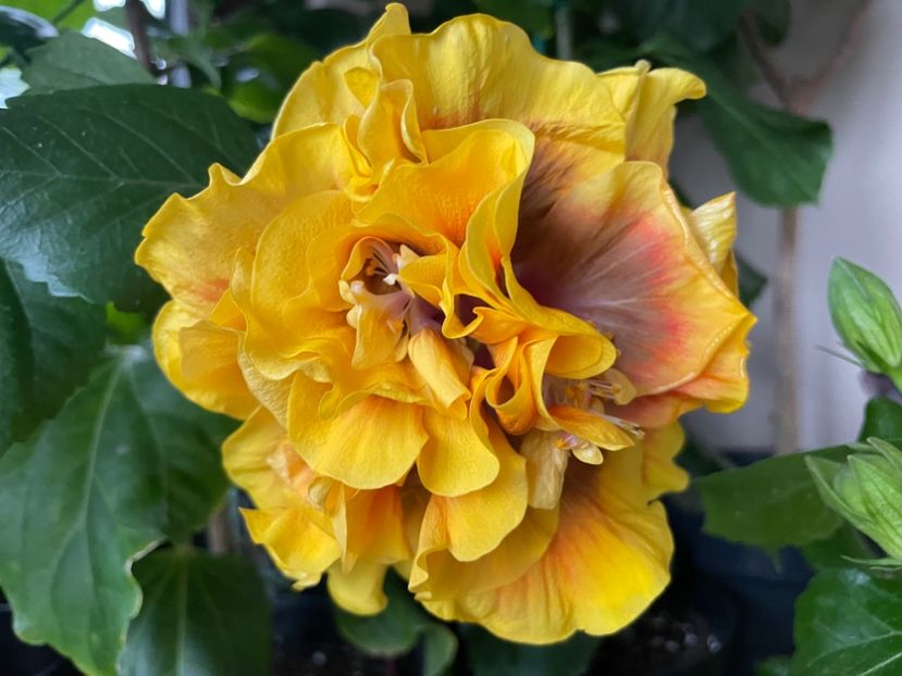  - Chi s garden Forest Rhapsody