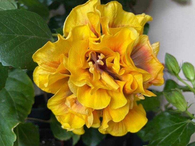  - Chi s garden Forest Rhapsody