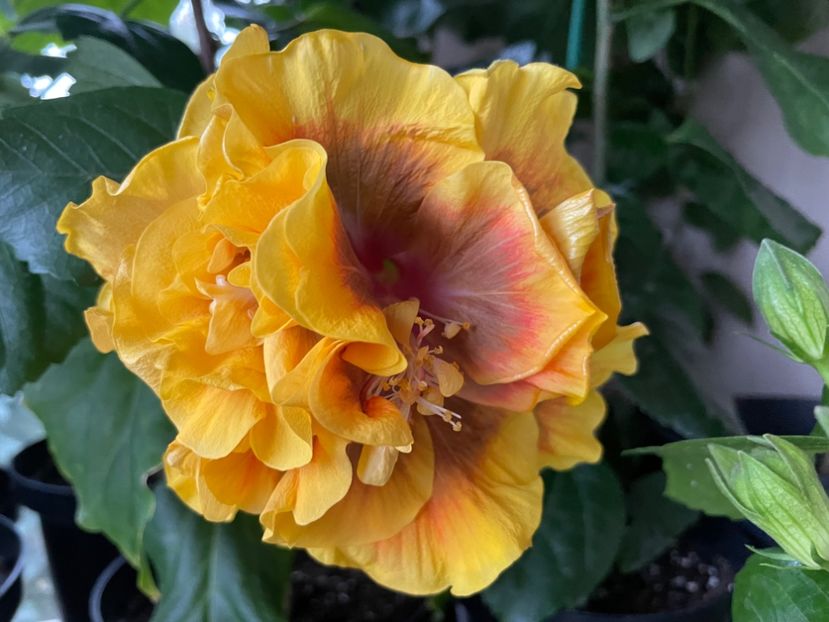  - Chi s garden Forest Rhapsody