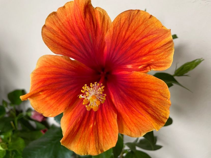  - 0006 - Hibiscusi 2025 - 3