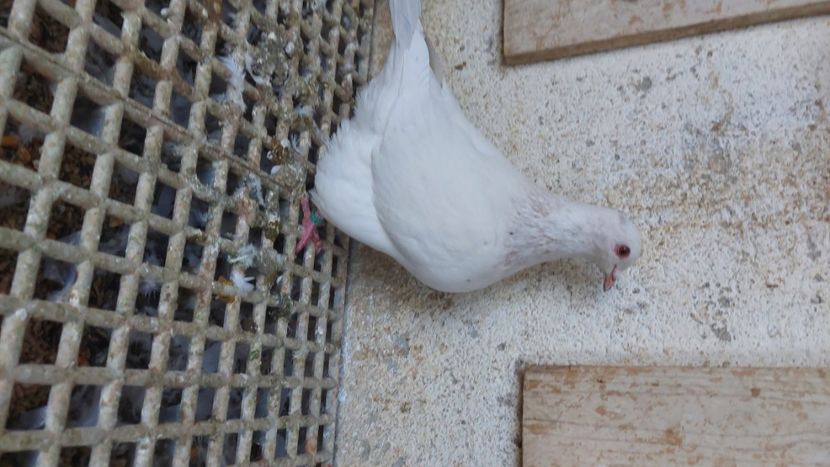  - Porumbei texan 2025