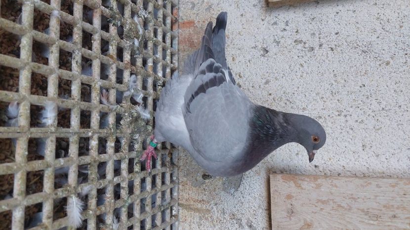  - Porumbei texan 2025