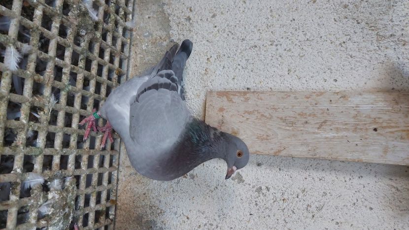  - Porumbei texan 2025