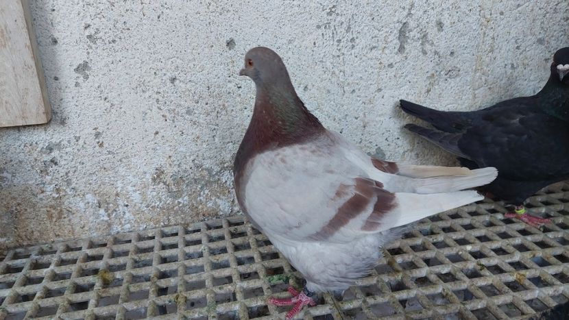  - Porumbei texan 2025