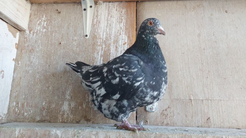  - Porumbei texan 2025