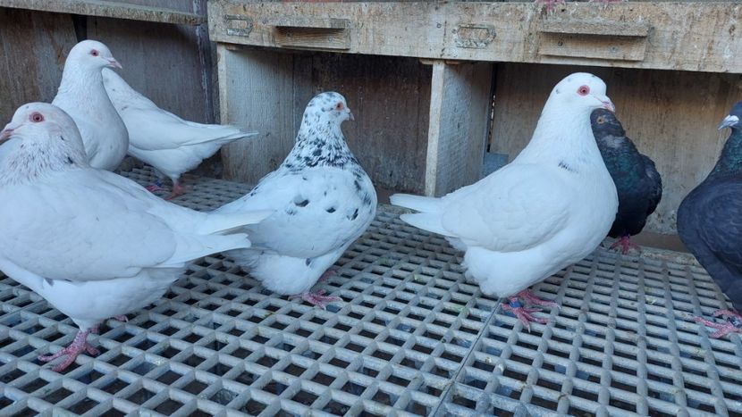  - Porumbei texan 2025