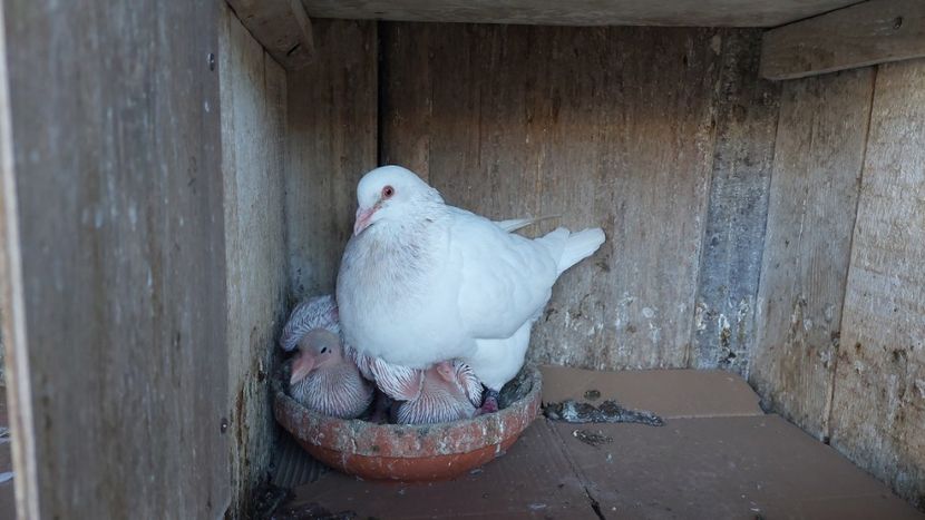  - Porumbei texan 2025