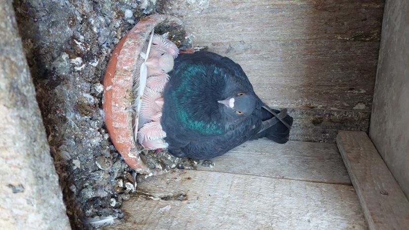  - Porumbei texan 2025