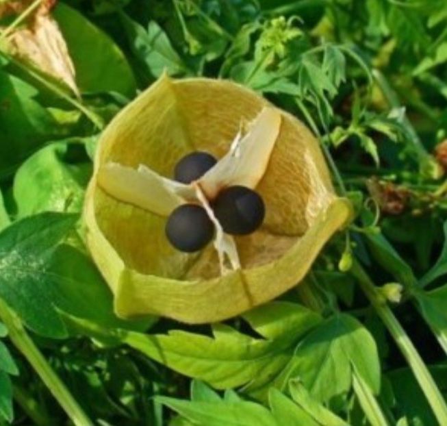  - Planta CARDIOSPERMUM HALICABUM