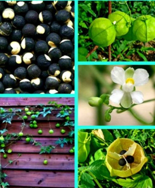  - Planta CARDIOSPERMUM HALICABUM
