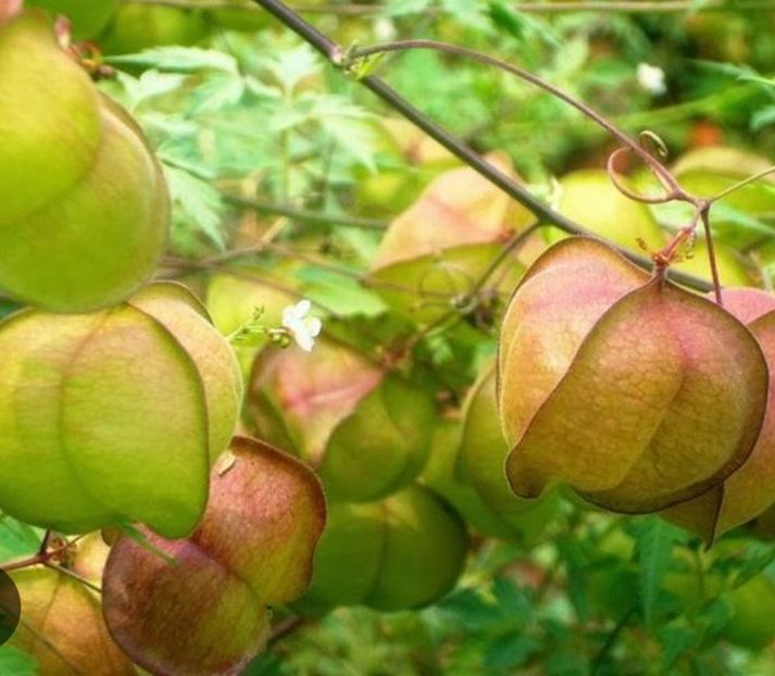  - Planta CARDIOSPERMUM HALICABUM