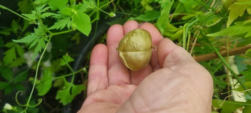  - Planta CARDIOSPERMUM HALICABUM