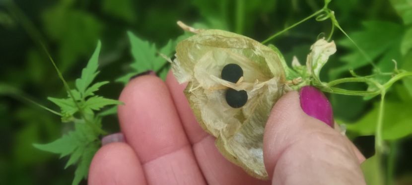  - Planta CARDIOSPERMUM HALICABUM