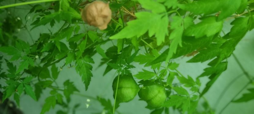  - Planta CARDIOSPERMUM HALICABUM