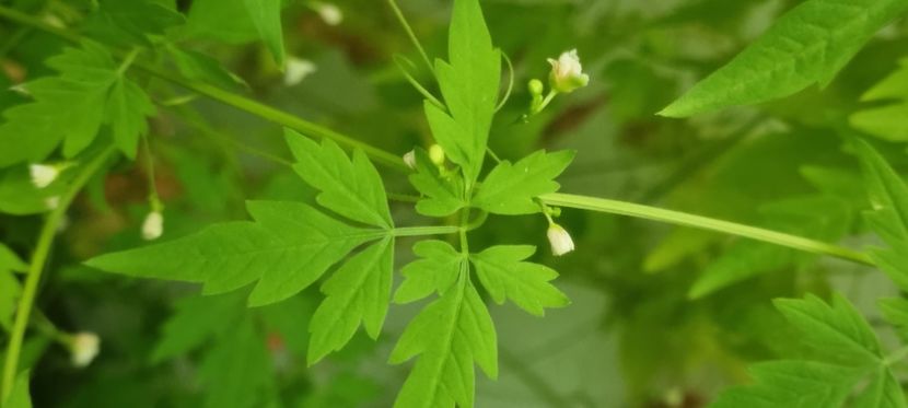  - Planta CARDIOSPERMUM HALICABUM