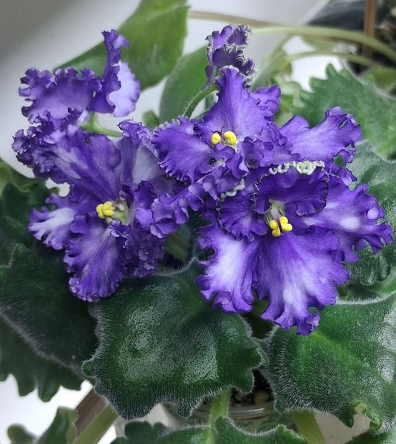  - Harnicuta mea Optimara Ever Special