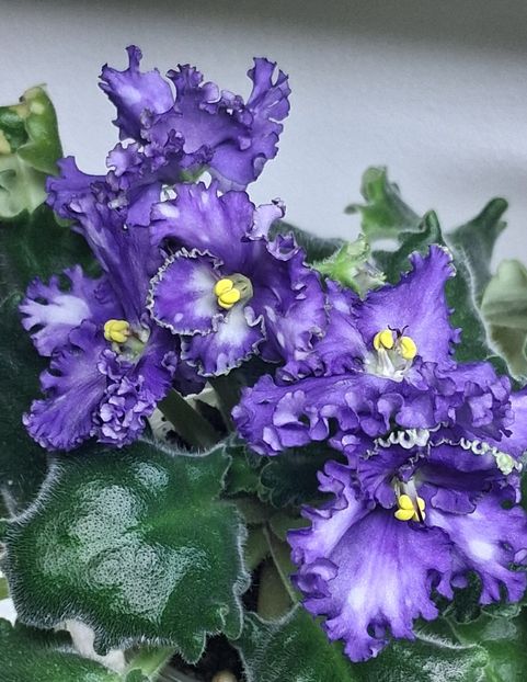  - Harnicuta mea Optimara Ever Special