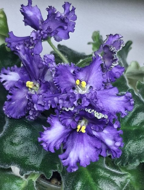  - Harnicuta mea Optimara Ever Special