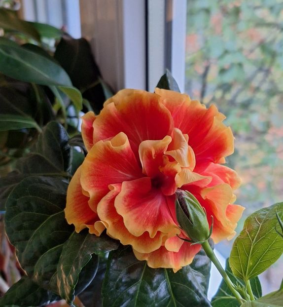  - 2025-hibiscus