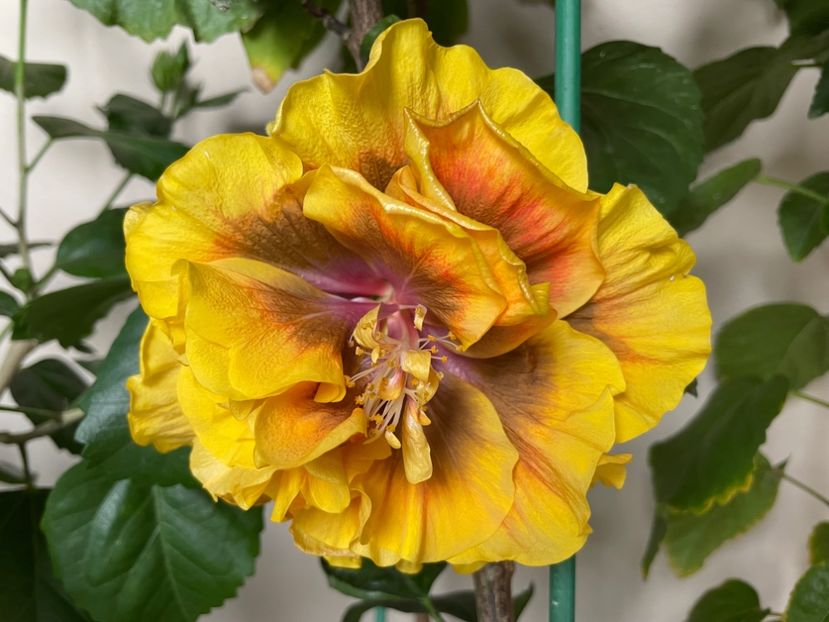  - Chi s garden Forest Rhapsody