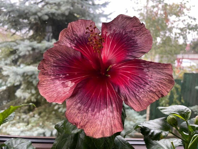  - Moorea Cardinal Pourpre