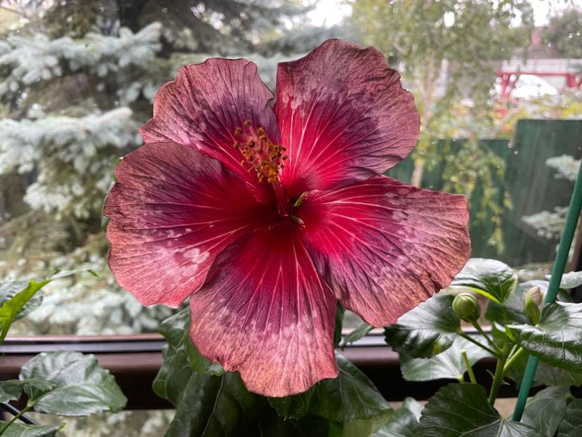  - Moorea Cardinal Pourpre
