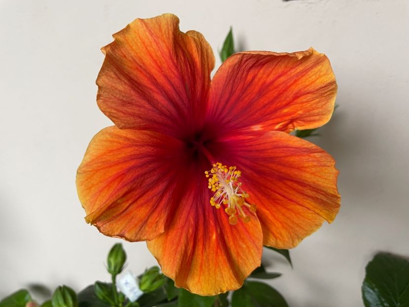  - 0006 - Hibiscusi 2025 - 3