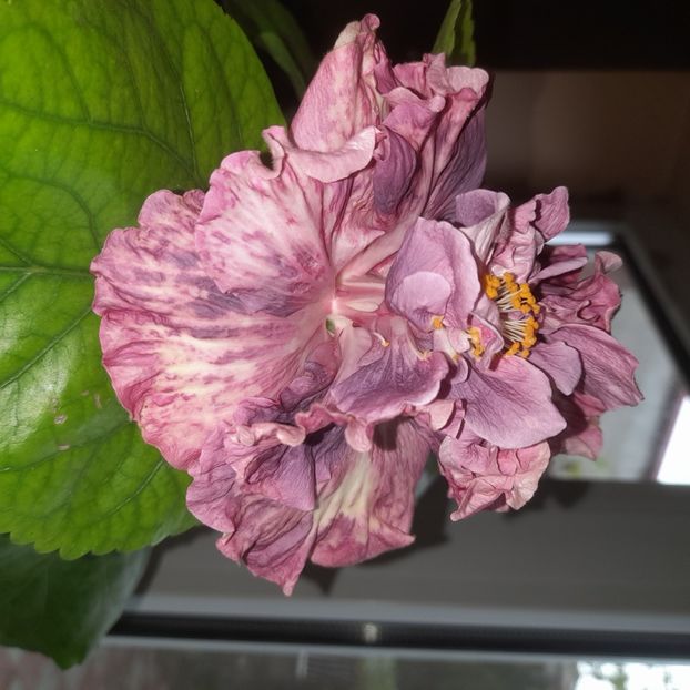  - HD 2635-HD Princess Letizia