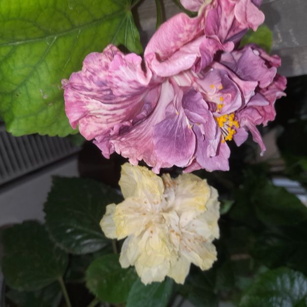  - HD 2635-HD Princess Letizia