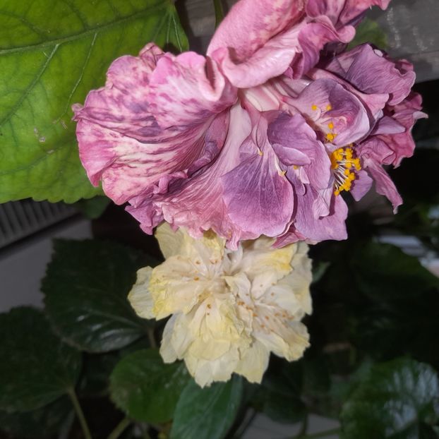  - HD 2635-HD Princess Letizia