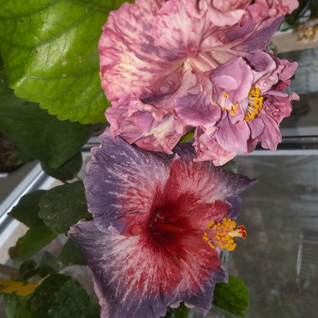  - Chis Garden Roses of Palms