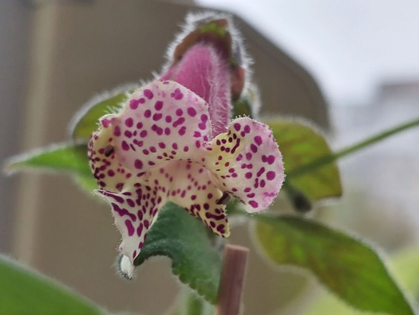 Warszewiczii(4-x-2025) - Kohlerii 2025