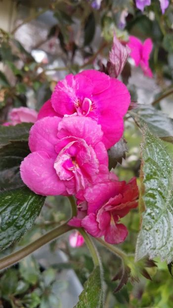  - 2025-Pink Martini-nu am rizomi