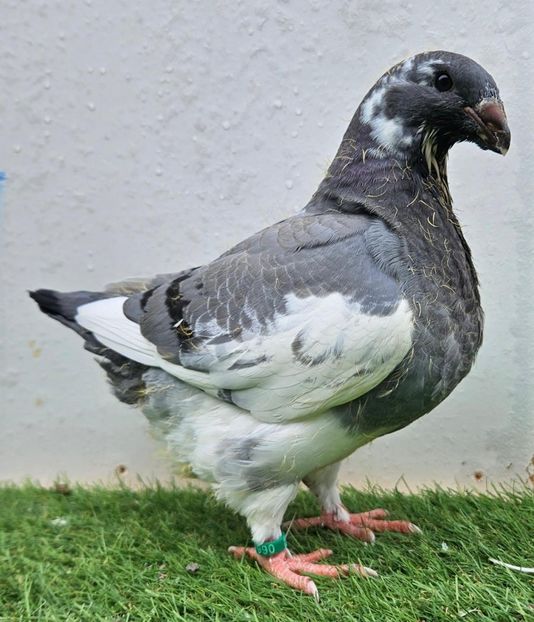 Femela septembrie - Pui 2025