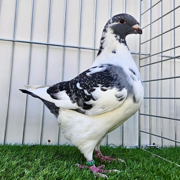 IMG-20250907-WA0016 - Pui 2025