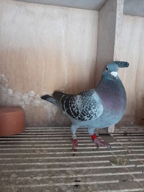  - Nu îmi aparțin 10
