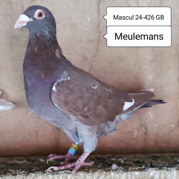 Mascul 24-426 GB - Porumbei vanduti