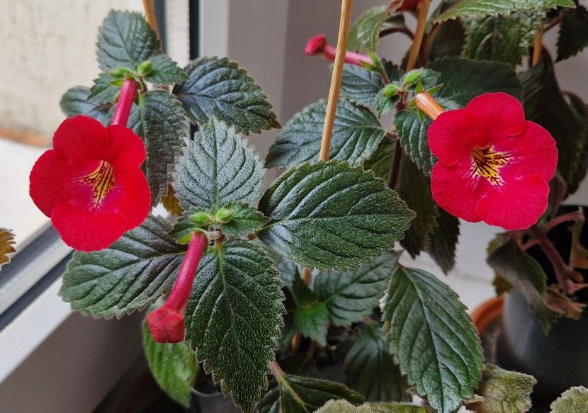  - Rf s Games of Thrones p