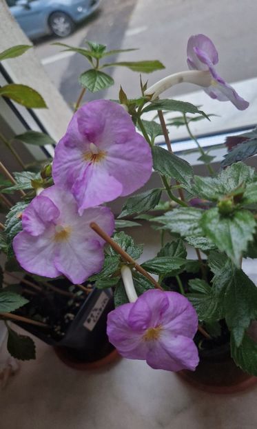  - Humberto Vittorino xA p