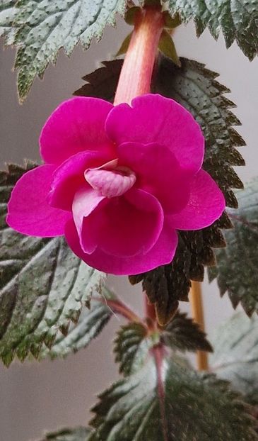 Rf s Marichuy Cabrales - Achimenes 2025