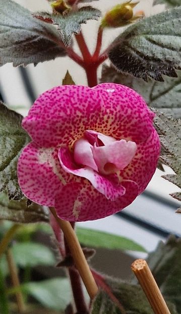 Rf s Roberto Rainbow Dream - Achimenes 2025