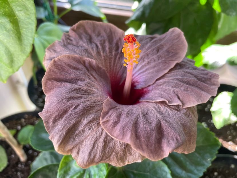  - Teng s black phantom