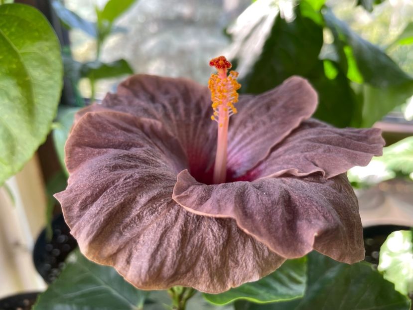  - Teng s black phantom