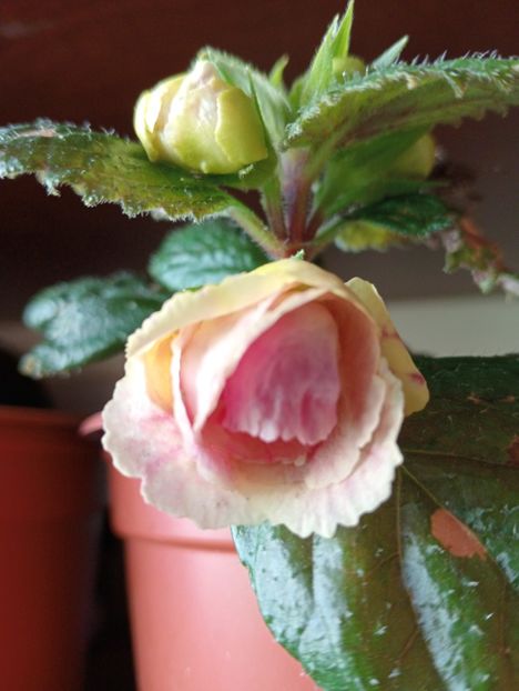 2025 - Grape Smasher