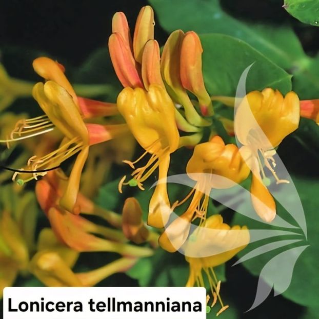 lonicera-tellmanniana - 0 MAGAZIN ONLINE