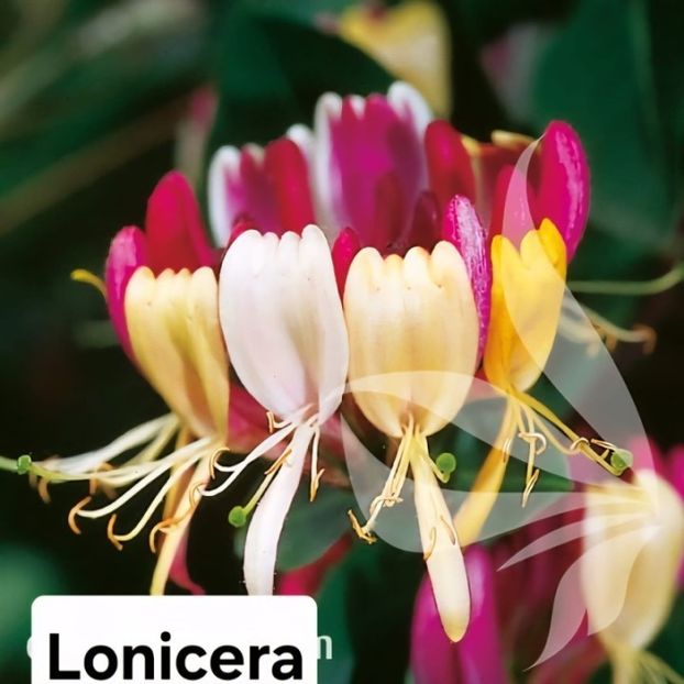 lonicera-serotina - 0 MAGAZIN ONLINE