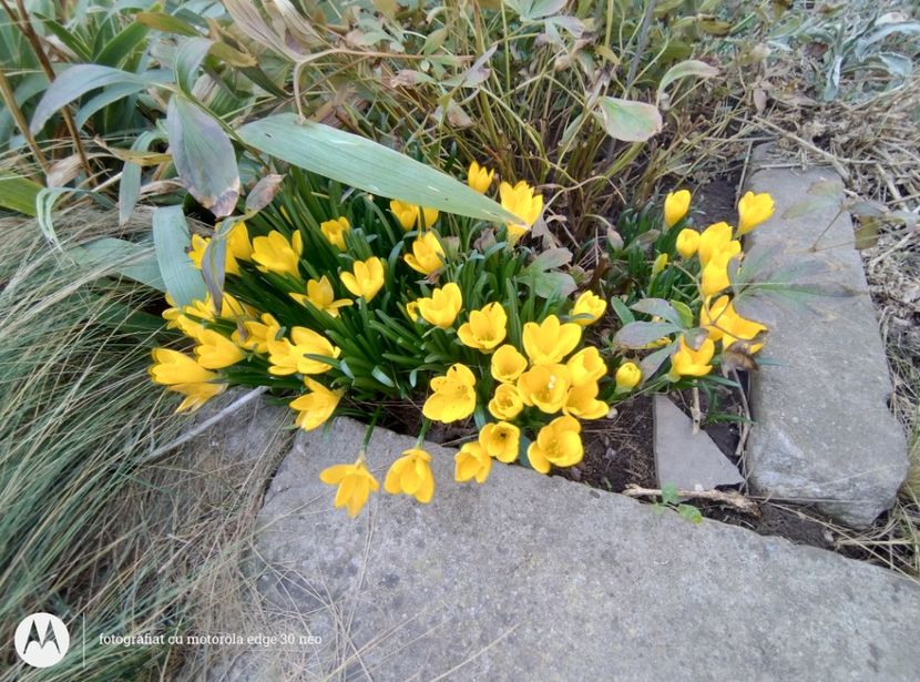  - Flori de gradină-2025