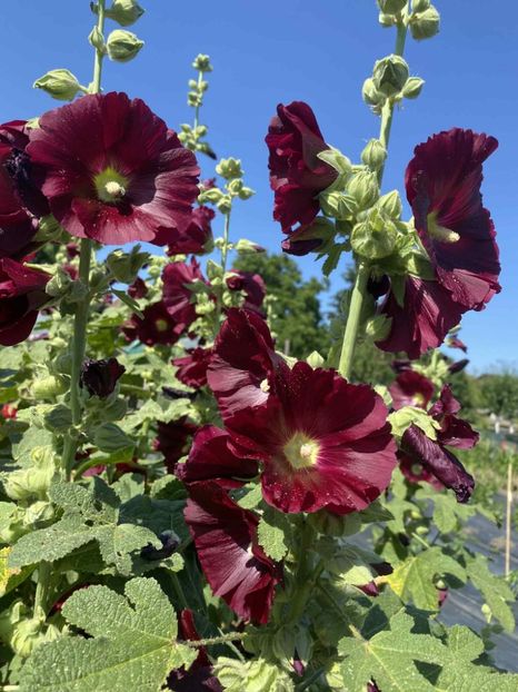  - SEMINTE NALBA BORDO - D 230