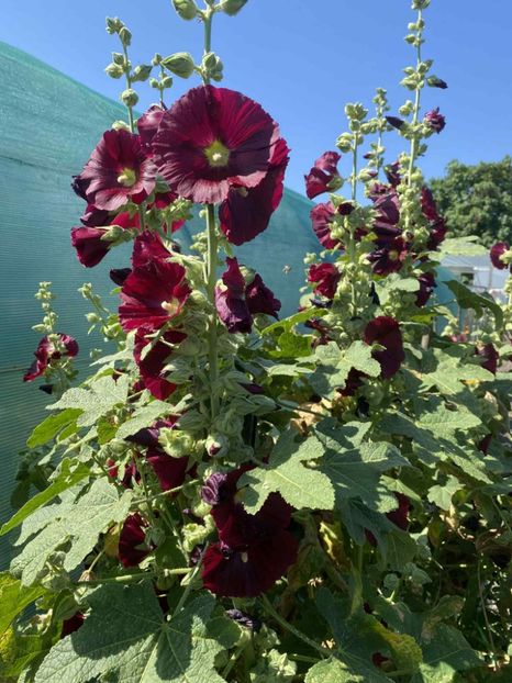  - SEMINTE NALBA BORDO - D 230